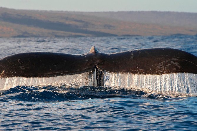 From Maalaea: Whale Watching Tour Aboard the Quicksilver - Where you sit matters, so choose with intention