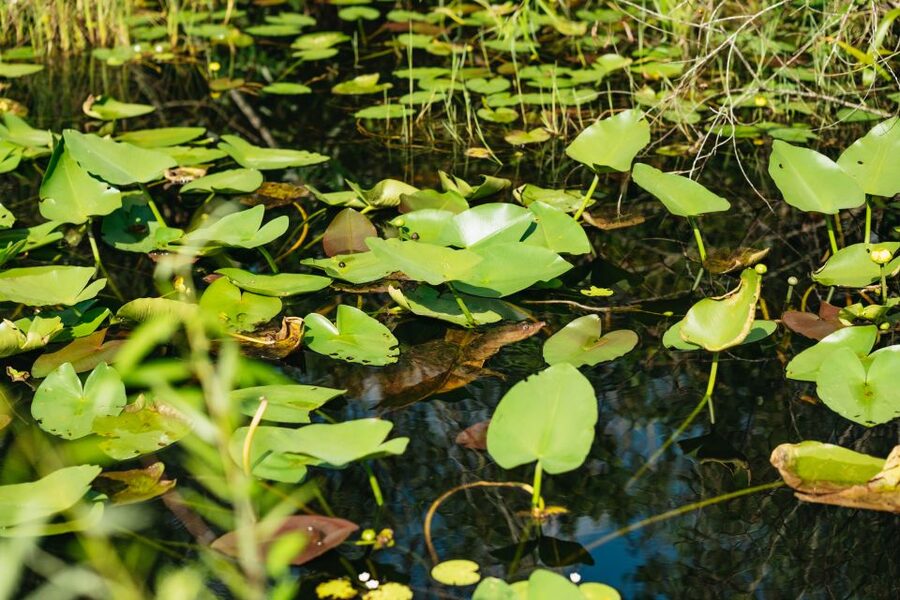 From Miami: Everglades Airboat Ride and Nature Walk - The Airboat Ride: Close-Up Alligator Viewing in a Real Wetland Setting