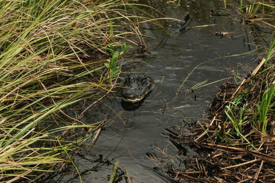 From Miami: Everglades Airboat Ride and Nature Walk - Miccosukee Village Stop: Why Culture Belongs in an Everglades Day