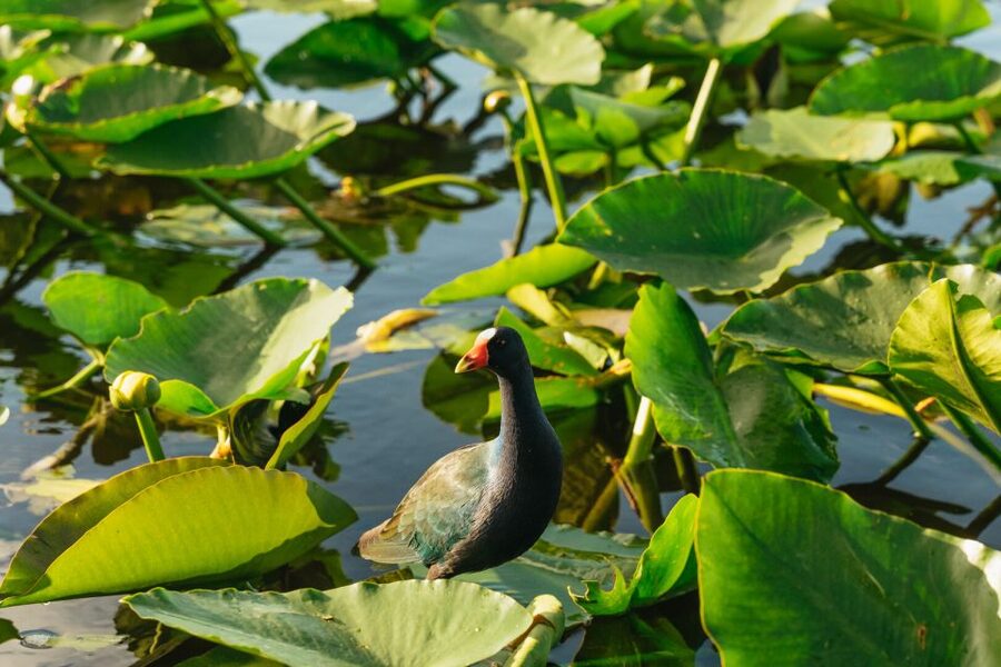 From Miami: Everglades Airboat, Wildlife Show & Bus Transfer - Should You Book This Everglades Airboat and Show?