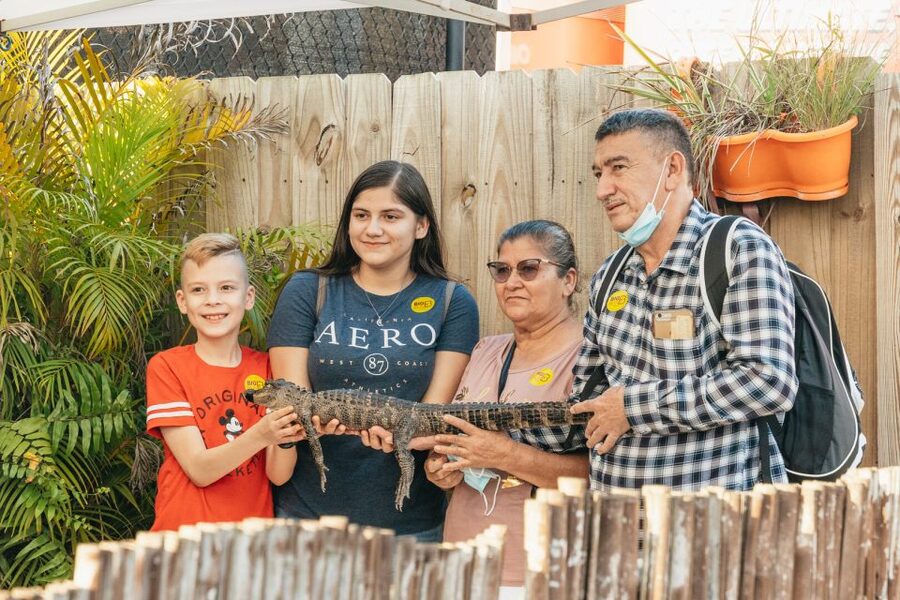 From Miami: Everglades Airboat, Wildlife Show & Bus Transfer - Wildlife Show and Alligators Up Close: What You Get After the Boat