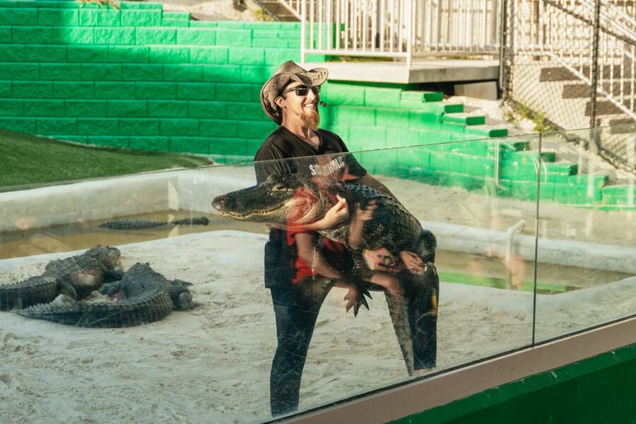 From Miami: Everglades Airboat, Wildlife Show & Bus Transfer - Wildlife Spotting Expectations: How Many Gators Is Normal?