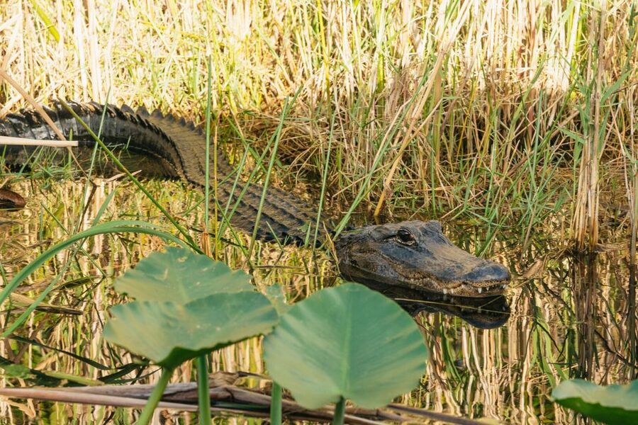 From Miami: Everglades Airboat, Wildlife Show & Bus Transfer - Timing, Comfort, and The One Reason This Feels Rushed