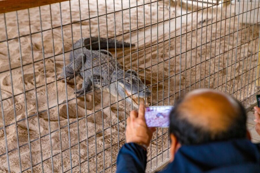 From Miami: Everglades Wildlife Show, Airboat & Bus Transfer - The alligator show and handlers, why the education part is the real value