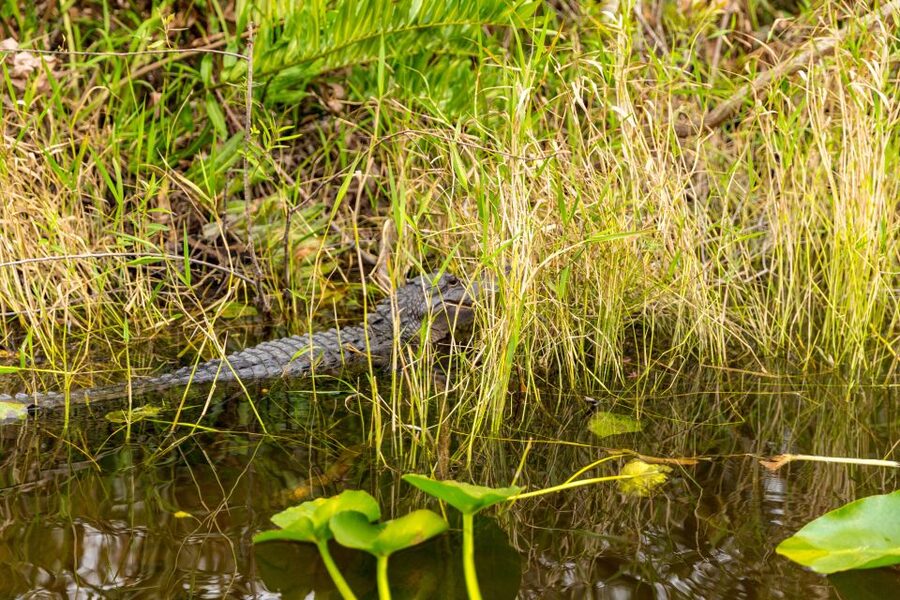 From Miami: Everglades Wildlife Show, Airboat & Bus Transfer - Price and value: $40 plus upgrades, what you should watch for