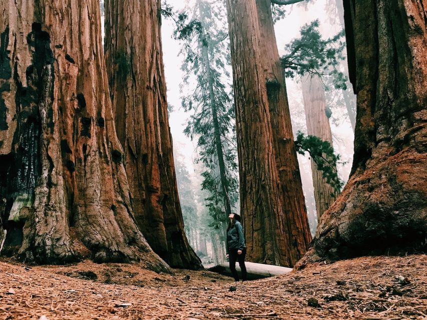 From San Francisco: Day Trip to Yosemite National Park - The best part for your own time: exploring near Yosemite Falls