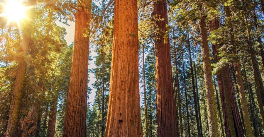 From San Francisco: Guided Muir Woods Excursion - Departure Times and Meeting Point: Start Easy in San Francisco