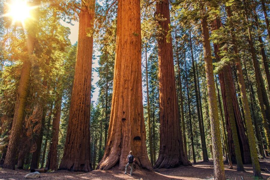 From San Francisco: Guided Muir Woods Excursion - Muir Woods: 1.5 Hours in Old-Growth Redwood Calm