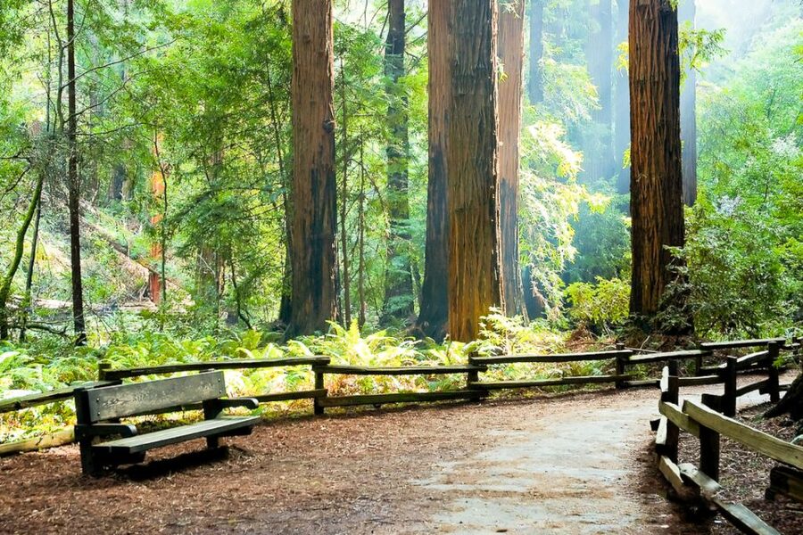 From San Francisco: Guided Muir Woods Excursion - Returning to San Francisco: Stay on the Bus or End in Sausalito