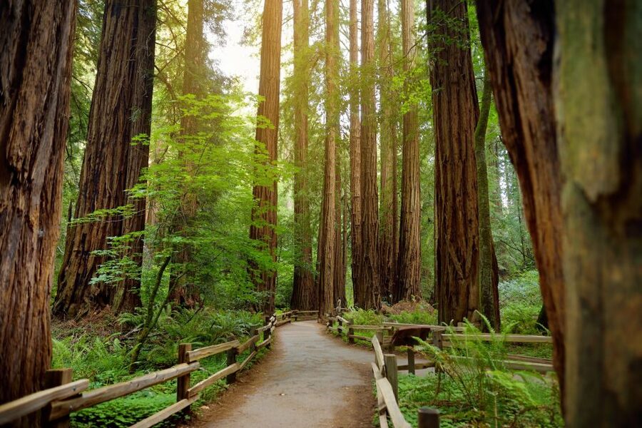 From San Francisco: Guided Muir Woods Excursion - What I’d Watch For: Walking Time and Schedule Pressure