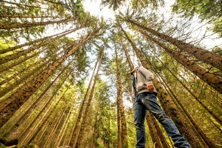 From San Francisco: Guided Muir Woods Excursion - On the Road: Golden Gate Bridge and Marin Headlands Narration