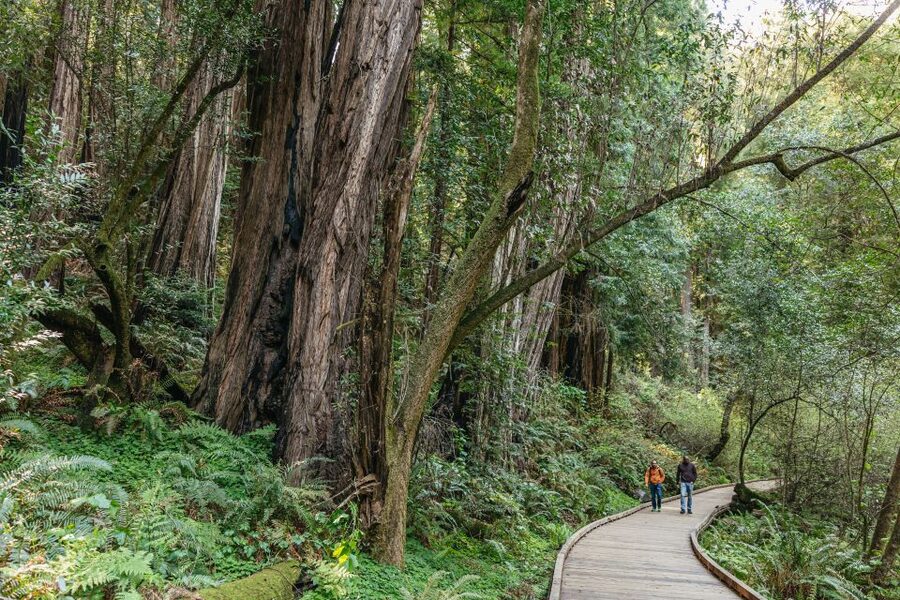 From San Francisco: Guided Muir Woods Tour - The included Big Bus hop-on hop-off combo tours that extend your day