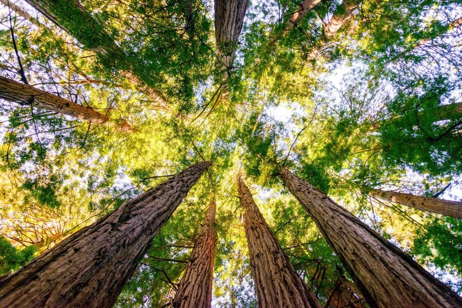 From San Francisco: Guided Muir Woods Tour - Who this tour fits best (and who should choose something else)