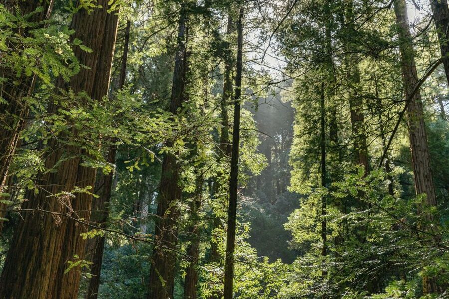 From San Francisco: Guided Muir Woods Tour - Practical tips so your day runs smooth