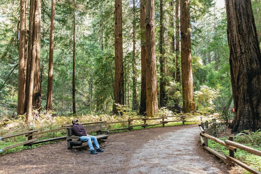 From San Francisco: Guided Muir Woods Tour - Should you book the San Francisco to Muir Woods guided tour?