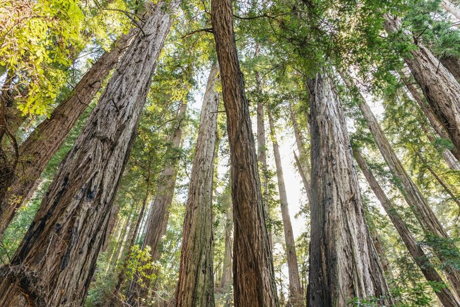 From San Francisco: Guided Muir Woods Tour - Muir Woods National Monument: your 90-minute walk among ancient redwoods