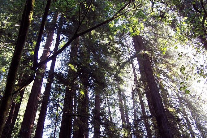 From San Francisco: Guided Tour to Muir Woods and Sausalito - Why this Muir Woods and Sausalito loop works