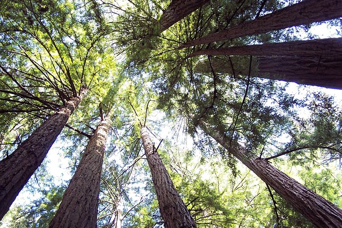 From San Francisco: Guided Tour to Muir Woods and Sausalito - Muir Woods National Monument: using your time under 260-foot trees