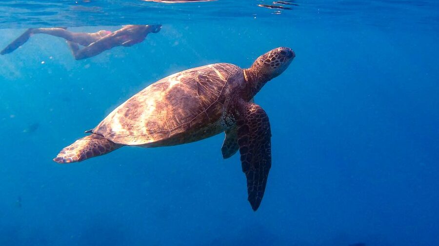 From Waikiki: Turtle Canyon Snorkeling Tour - Key points before you book