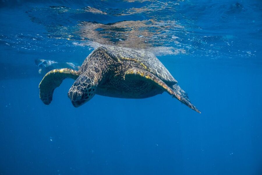 From Waikiki: Turtle Canyon Snorkeling Tour - Waikiki to Turtle Canyon in one easy, guided morning