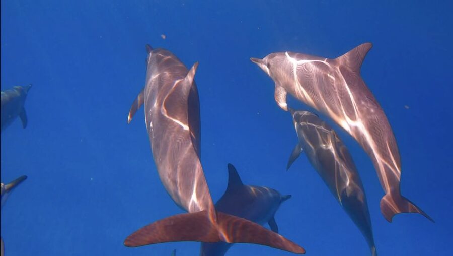 From Waikiki: Turtle Canyon Snorkeling Tour - Safety that feels practical, not scary