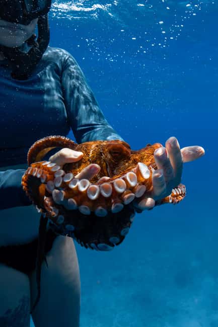 From Waikiki: Turtle Canyon Snorkeling Tour - Crowd control: why a smaller group changes everything