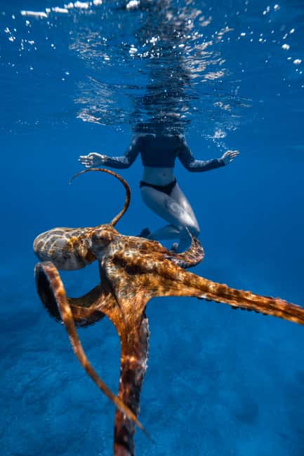 From Waikiki: Turtle Canyon Snorkeling Tour - Smart tips so your Turtle Canyon swim goes smoothly