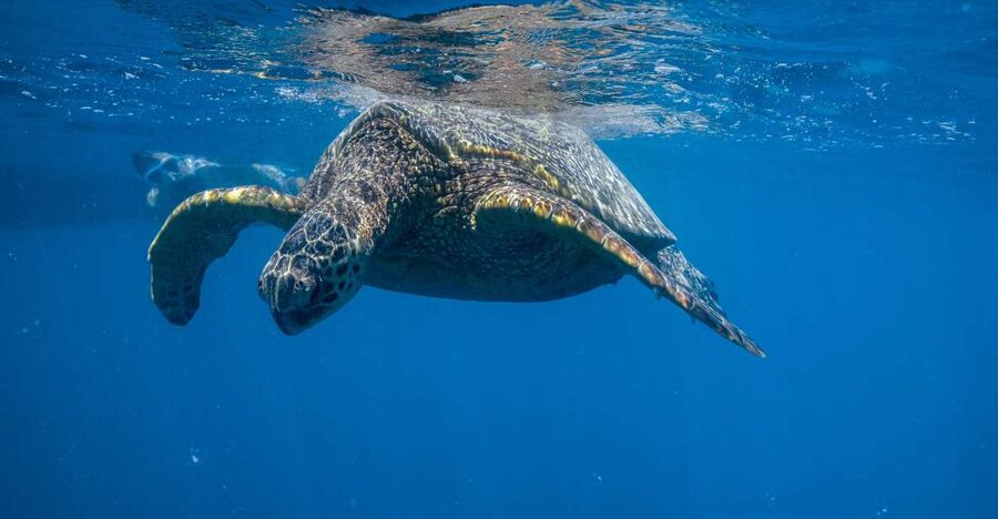 From Waikiki: Turtle Canyon Snorkeling Tour - Snorkeling Turtle Canyon: what that 50-minute window is really for