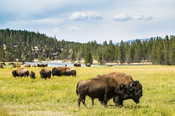 Full-Day Guided Yellowstone Day Tour - Key highlights you should care about