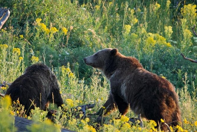 Full-Day Guided Yellowstone Day Tour - Pickup Times and the Comfort Factor That Changes Everything