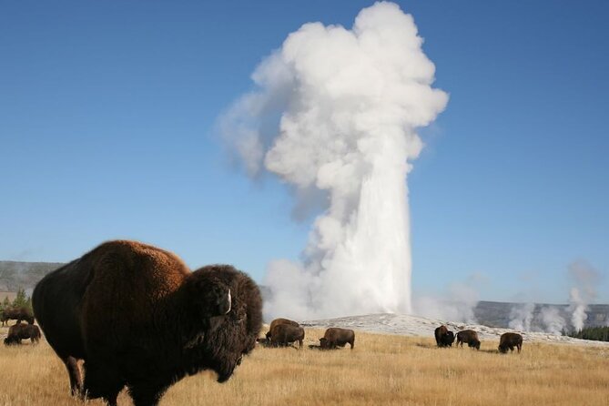 Full-Day Guided Yellowstone Day Tour - Wildlife Stops That Actually Pay Off: Lake Butte and Hayden Valley