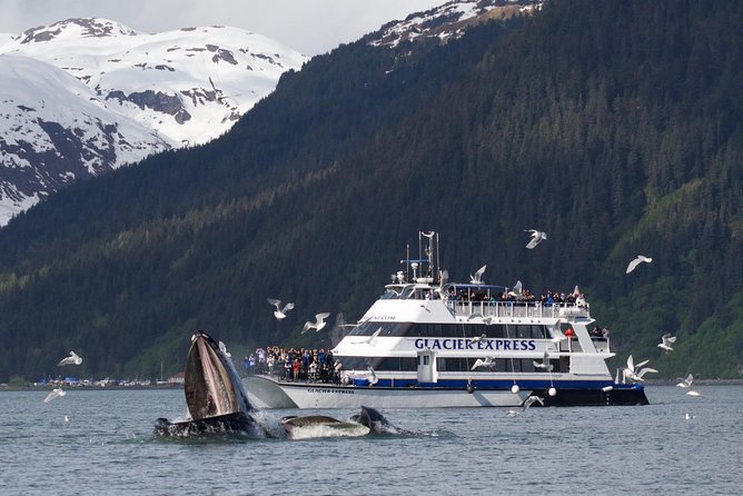 Full-Day Kenai Fjords National Park Cruise - The Wildlife Route: How the Stops Actually Work