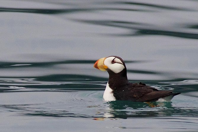 Full-Day Kenai Fjords National Park Cruise - Navigation and Comfort: Motion Sickness, Warmth, and Deck Time