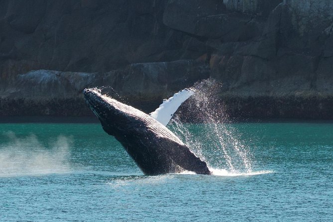 Full-Day Kenai Fjords National Park Cruise - Price and Value: Why This Costs What It Costs