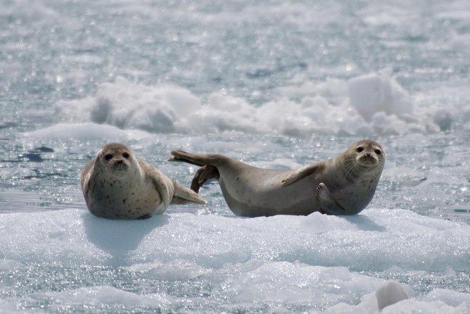 Full-Day Kenai Fjords National Park Cruise - Who This Cruise Fits Best (And Who Might Want a Different Option)