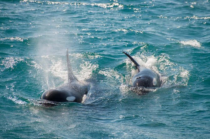 Full-Day Kenai Fjords National Park Cruise - Practical Tips That Make the Day Smoother