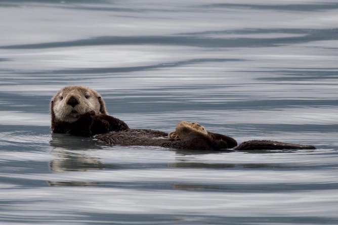 Full-Day Kenai Fjords National Park Northwestern Cruise - Northbound departures: why this Seward day feels different