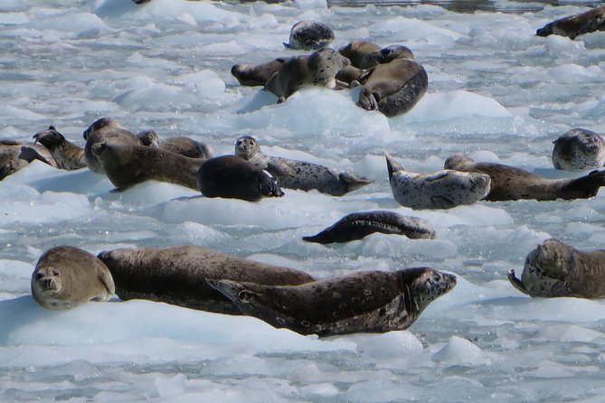 Full-Day Kenai Fjords National Park Northwestern Cruise - Chiswell Islands or Cape Resurrection: seabird density and Steller sea lions