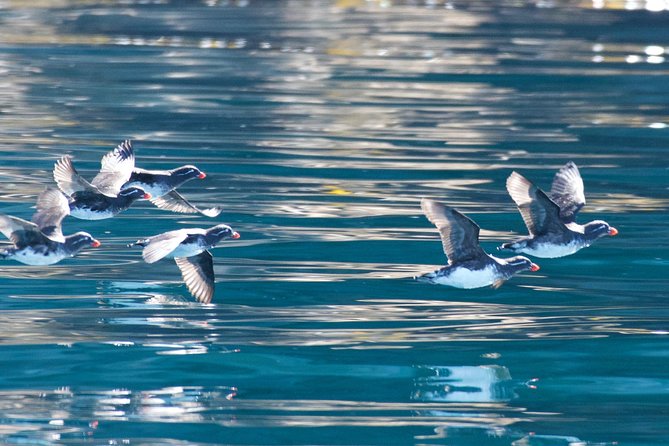 Full-Day Kenai Fjords National Park Northwestern Cruise - Harris Bay: hidden coves, rugged cliffs, and whale chances