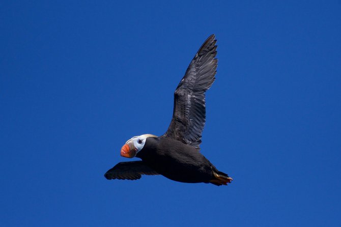 Full-Day Kenai Fjords National Park Northwestern Cruise - Step aboard: small-boat comfort and the way the crew runs the day