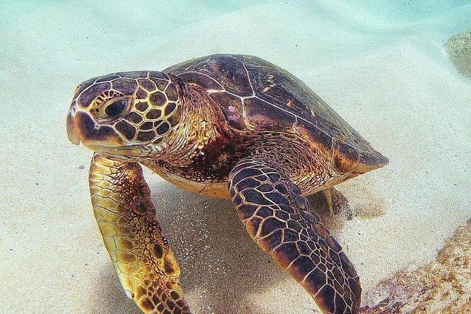 Full Day Oahu Circle Island -Turtle Beach Snorkel at North Shore - A Circle Island Day Built for You, Not a Rental Car