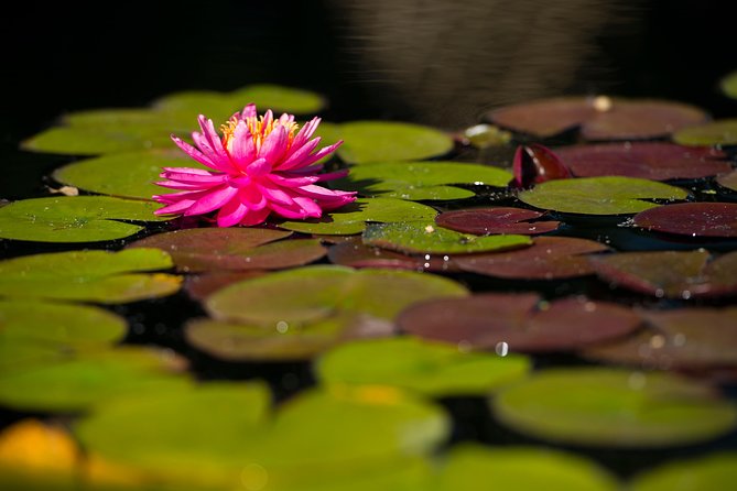 General Admission to Denver Botanic Gardens Ticket - Exploring the semi-arid garden design that fits Colorado
