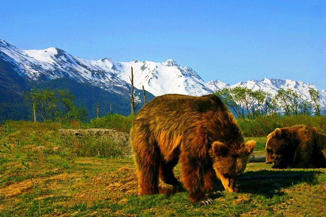 Glacier View & Wildlife Anchorage Adventure Tour - Alaska Wildlife Conservation Center, your best odds for bears and moose time