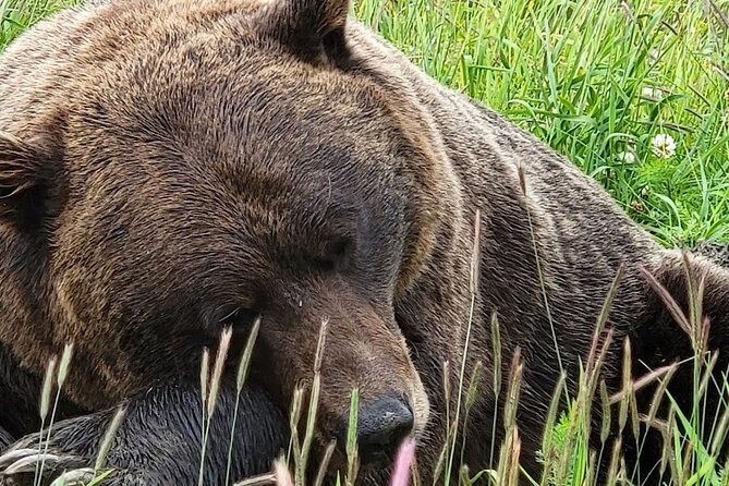 Glacier View & Wildlife Anchorage Adventure Tour - Girdwood stretch, glacier country, and a lunch stop you can actually like
