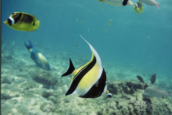 Glass-Bottom Boat Reef Tour - Small group feel and why it can change the experience