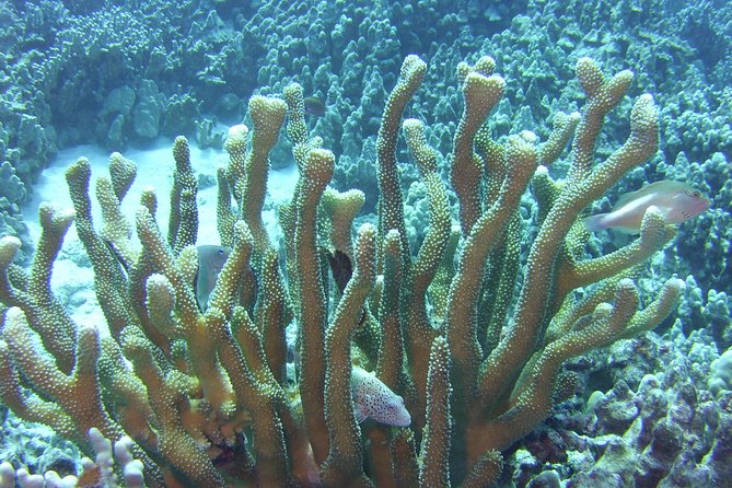 Glass-Bottom Boat Reef Tour - Who this tour is for, and who should skip it