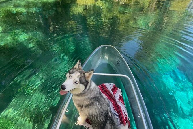 Glass Bottom Kayak Tours of Silver Springs - Wildlife spotting that’s actually organized