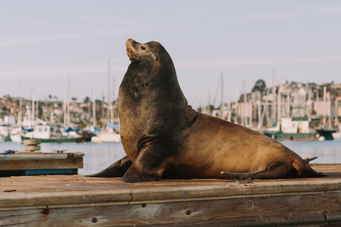 Glow Nightime Pedal Boat Rental in San Diego Bay - Weather, timing, and the one thing to plan around