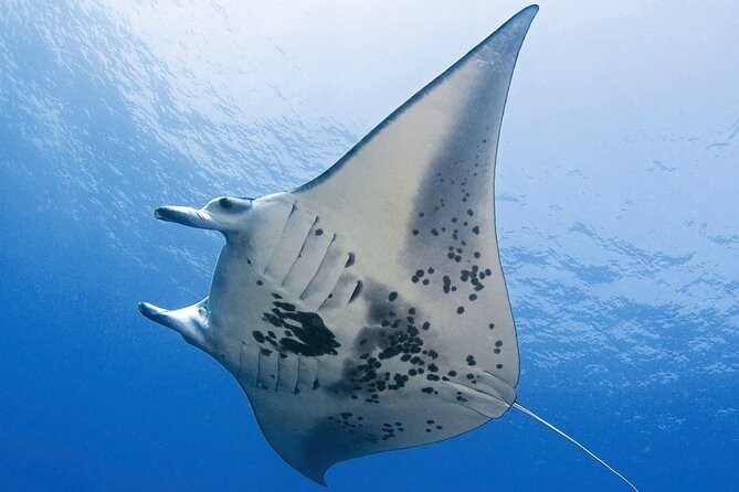 Glow of the Deep: Night Snorkeling with Manta Rays - Sunset Cruise to Two Snorkel Shifts: How Timing Works