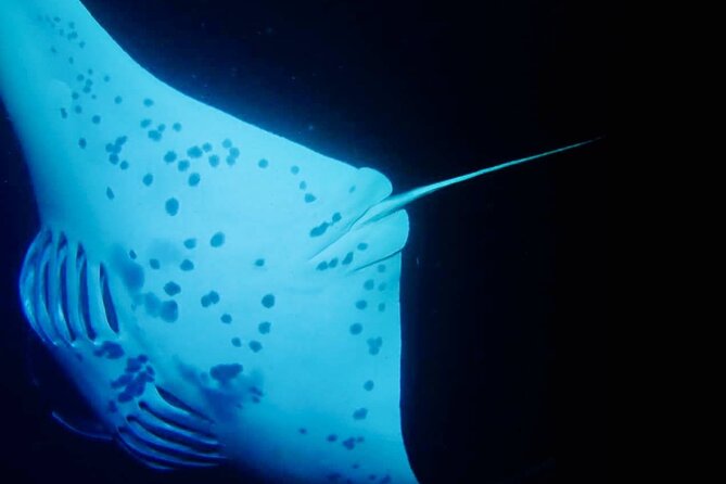 Glow of the Deep: Night Snorkeling with Manta Rays - FAQ